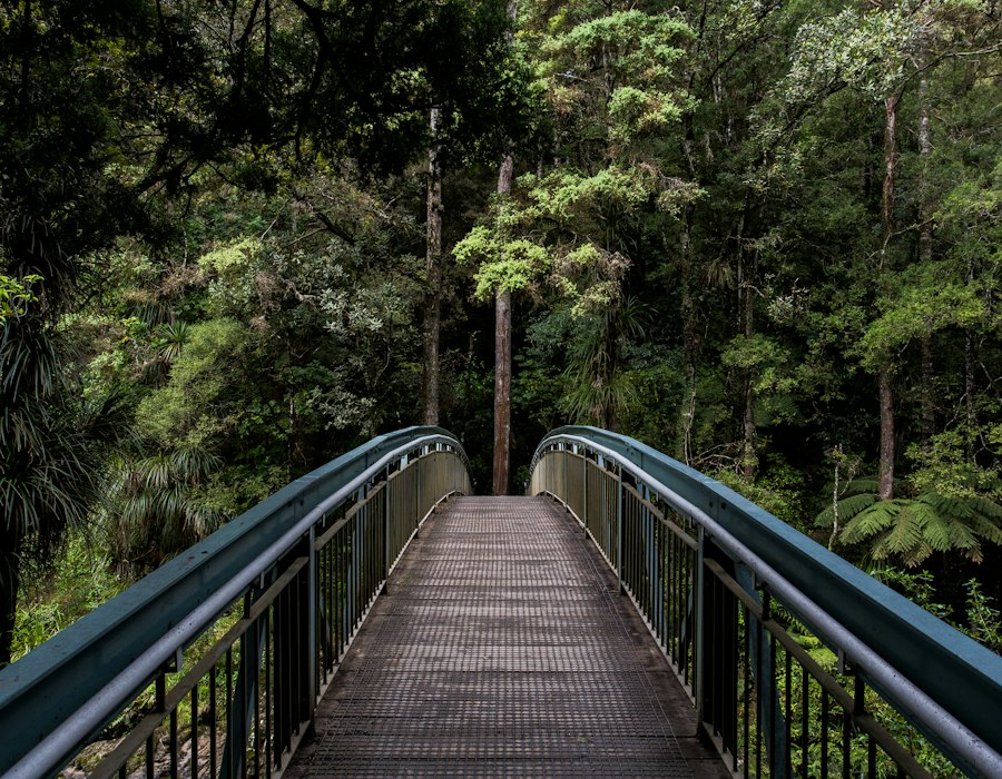 Schmale Brücke führt durch dichten grünen Wald